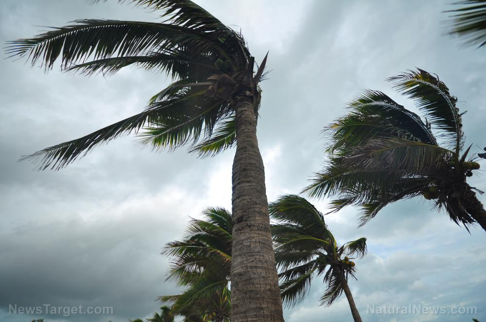 Image: Florida in PANIC ahead of Hurricane Ian making landfall: Grocery shelves STRIPPED BARE