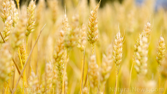Image: Fertilizer crisis poised to slash global grain production by 40%, warns UN