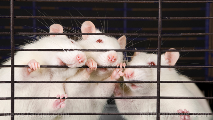 Image: Boston lab accused of engineering super-deadly covid strain through gain-of-function research: 80% death rate achieved in mice