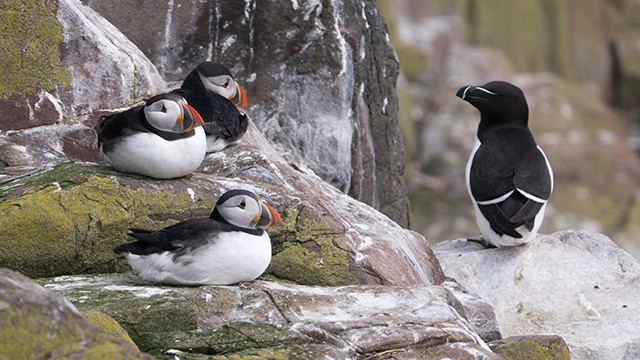 WILDLIFE populations plunge nearly 70 percent in just 50 years Atlantic-puffin-seabirds-endangered-animals-farne-islands-2