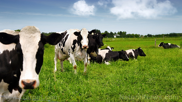 Immagine: l'esperto raccomanda di incorporare il bestiame nei terreni agricoli per migliorare la qualità del suolo