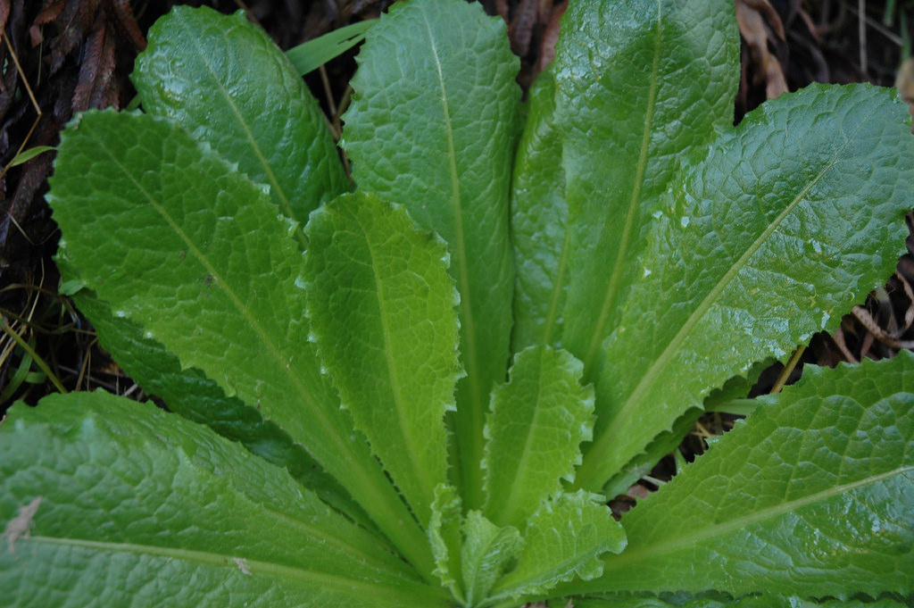 Image: Foraging 101: How to identify, harvest and prepare wild lettuce
