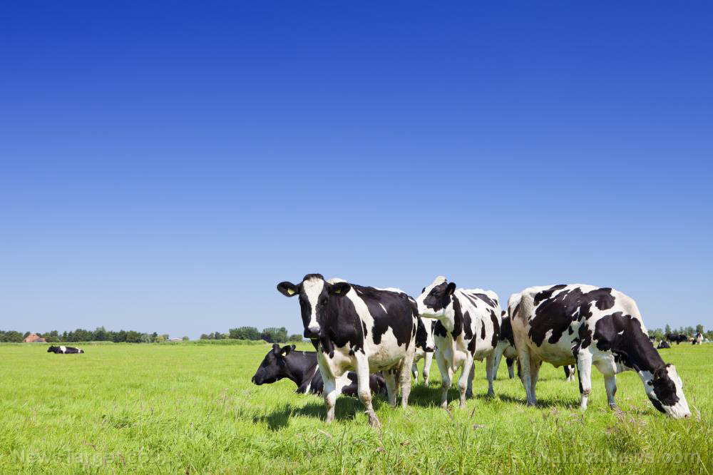 Image: Thousands of Dutch farms face forced closure to comply with new EU environmental rules