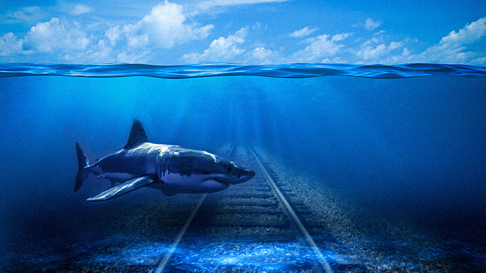 Researchers discover SHARK GRAVEYARD with tooth of megalodon ancestor in Indian Ocean - Vimarsana News