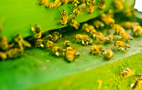 Sweet discovery: Research reveals wild honeybees still exist in Galicia, Spain - Vimarsana News