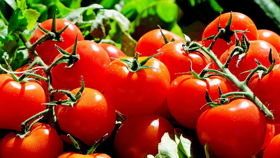How to Start Tomatoes from Seed – zoohousenews.com
