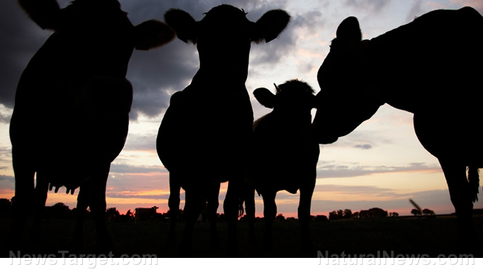 Image: Millions of heads of American cattle could soon “starve to death” due to rail, feed crisis