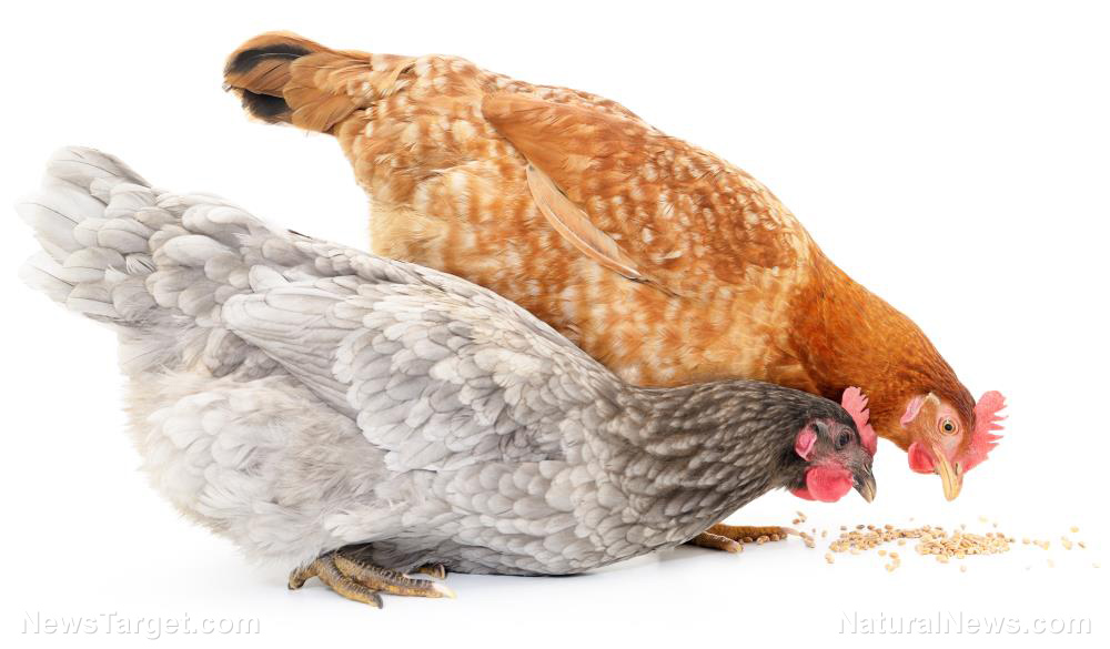 Tractor Supply chicken feed allegedly laced with ingredients that cause chickens to stop laying eggs;  Company Board Members Associated with WEF, Jeffrey Epstein – zoohousenews.com