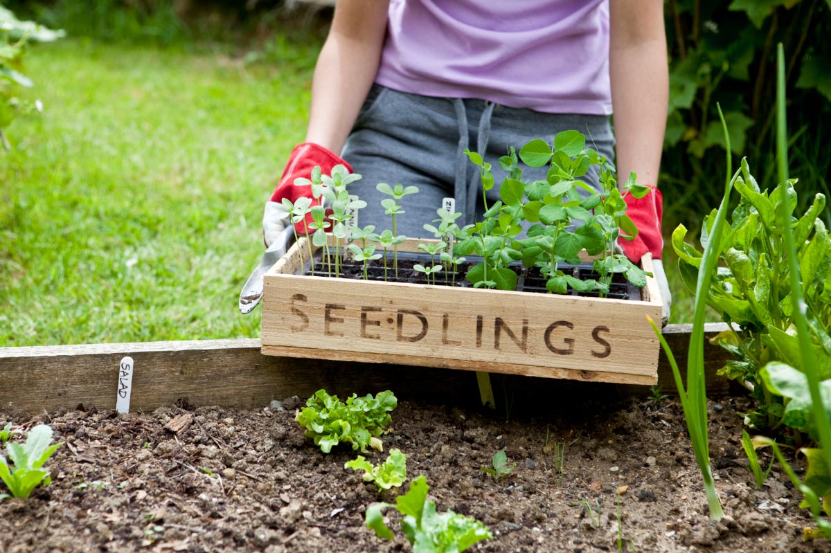 Image: The science behind the benefits of gardening for mental health and well-being