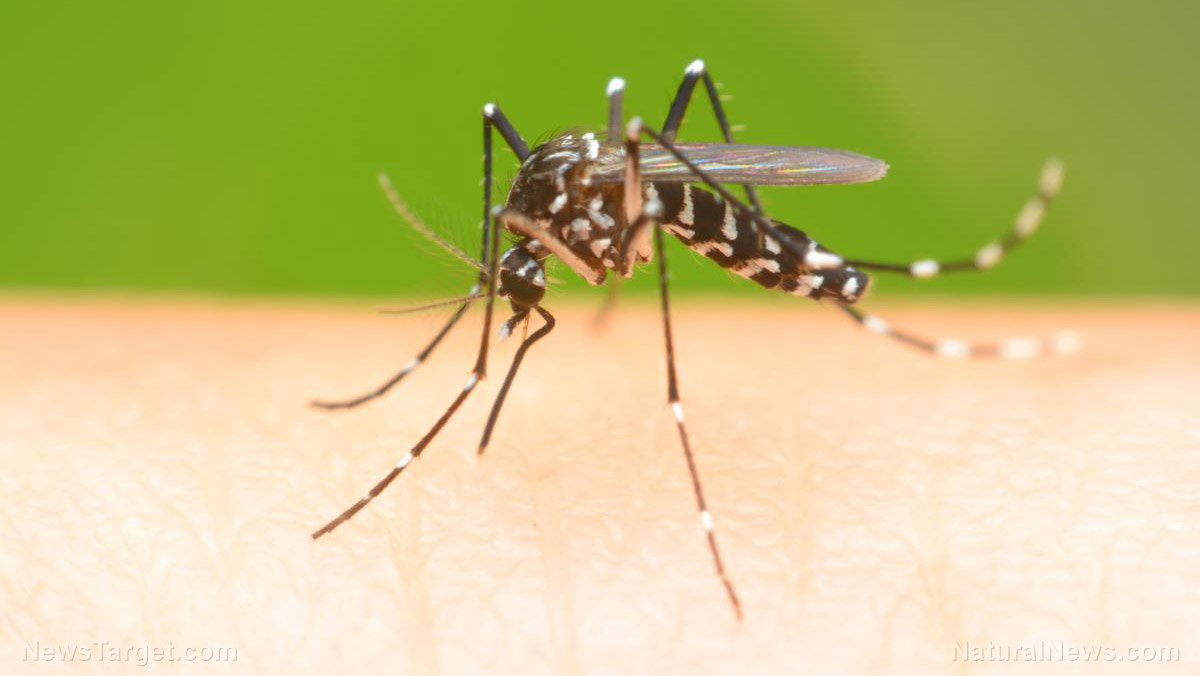 Image: Chinese researchers celebrate study using mosquitoes to administer “vaccines”