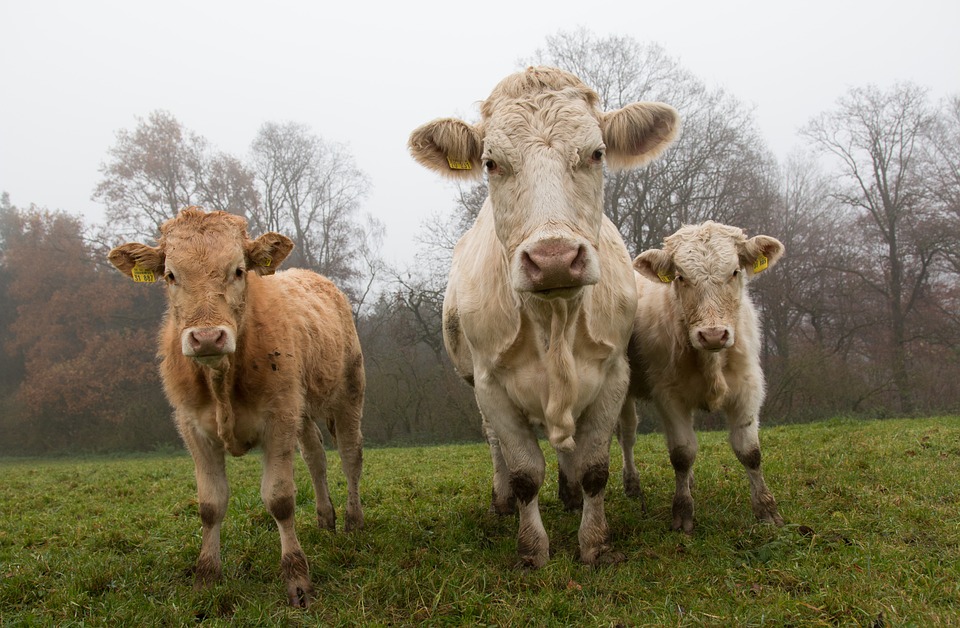 Image: The INSIDIOUS Bill Gates intends to force-vaccinate all HUMANS by first injecting farm animals with deadly mRNA