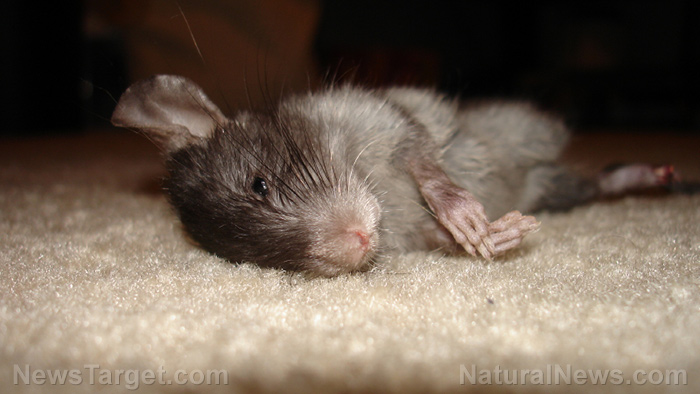 Image: Animals getting sick, dying near “hellish Ohio train derailment site”