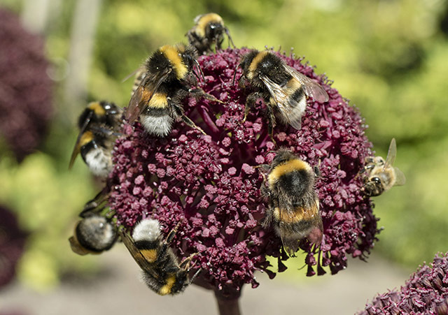 Image: Just how amazing are bees? Without them, humans are in trouble