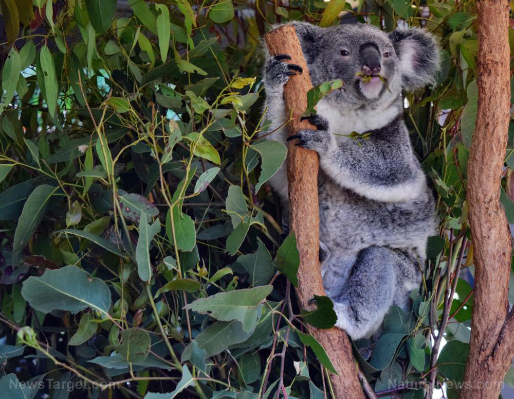 Image: Koalas now officially recognized as an endangered species
