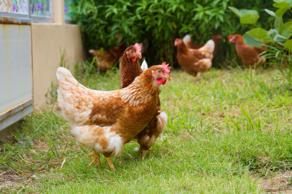 Image: Great Britain considers forcing backyard chickens to be registered due to “avian flu” psy-op