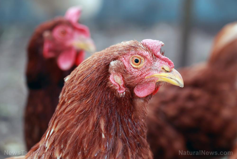 Image: Former Pfizer executive, BlackRock board member pushing for mass chicken vaccination to “cure” avian flu