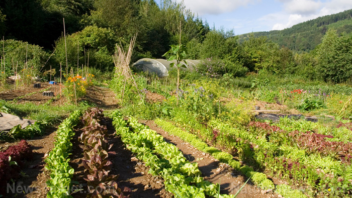 Image: Home gardening essentials: Here’s how to use tarps for your garden