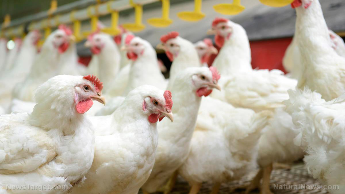 Image: Chlorine dioxide makes chickens healthier, study finds