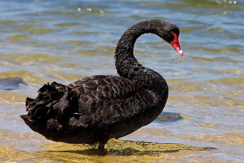 Black Swan Hits USDC Stablecoin After Silicon Valley Bank Collapse – zoohousenews.com