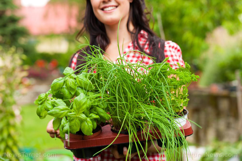 Image: Prepper medicine: 9 Medicinal herbs to plant in your home garden