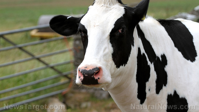 Another attack on the food supply? USDA detects “atypical” case of mad cow disease in South Carolina – NaturalNews.com