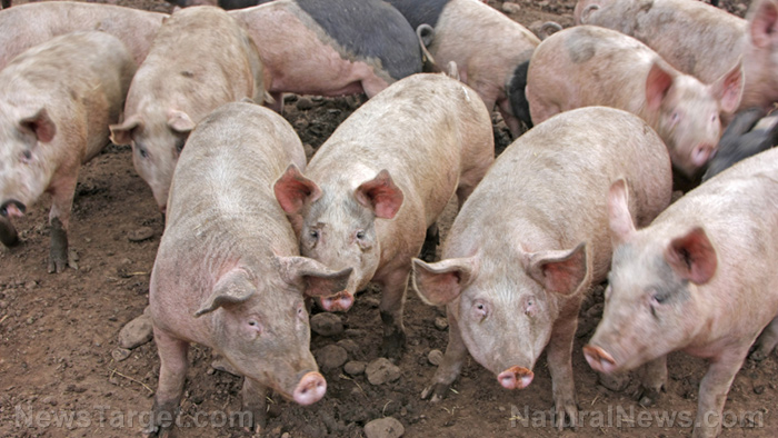 Image: Dangerous gene-edited pigs now authorized by Biden’s Food and Drug Administration