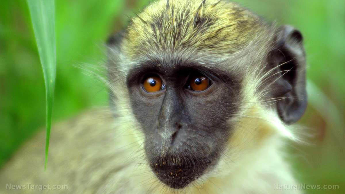 CONTAMINATION CONFIRMED: Covid jabs found to contain SV40 Green-Monkey-African-Senegal-Africa-Alive-Animal