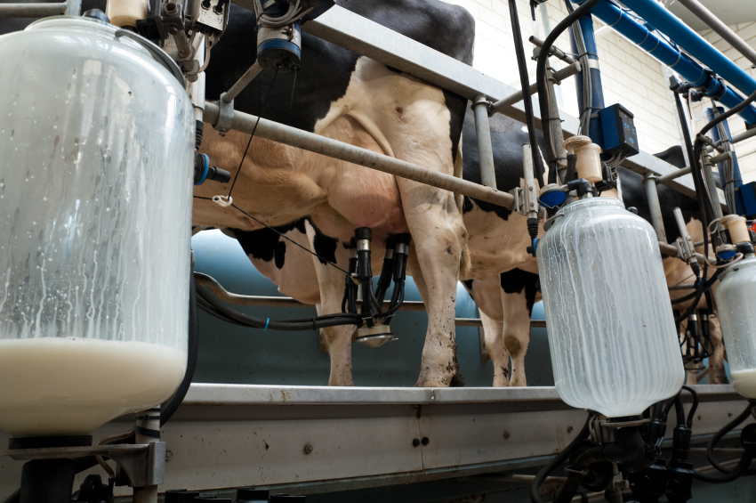 Milking-The-Cows-Dairy-Farm-Raw-Milk.jp_-1.jpg