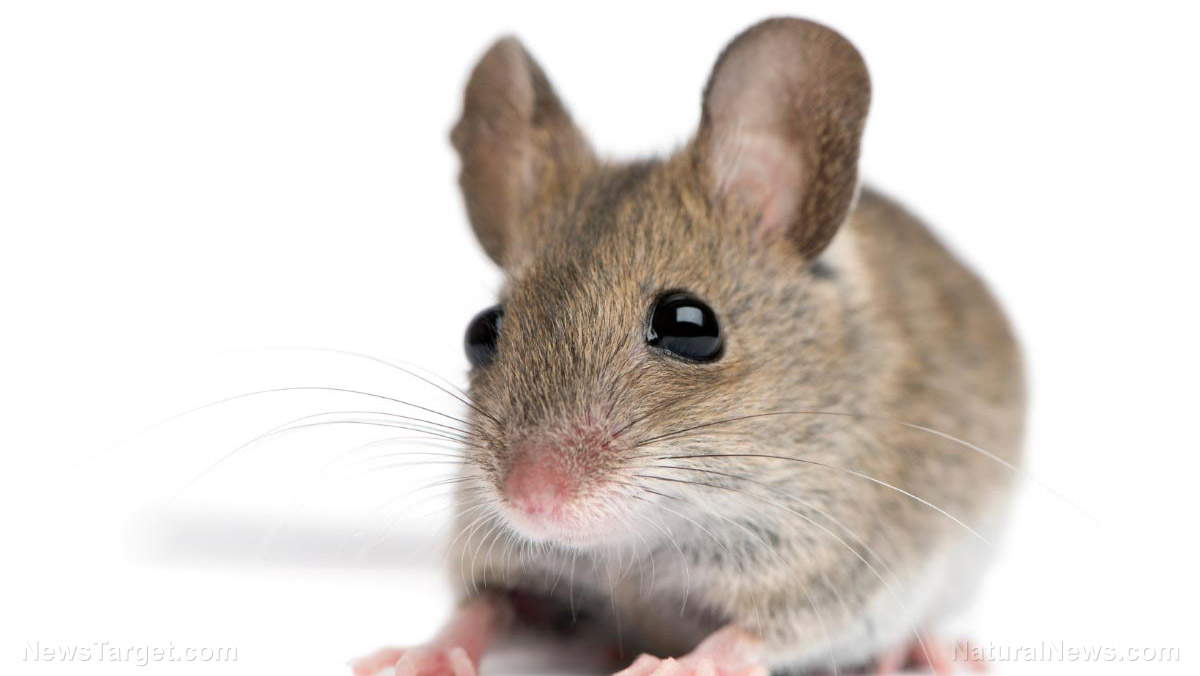 Mouse-Front-View.jpg