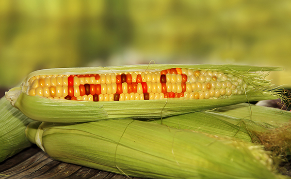 Doctors warn about the "hidden harms" of bioengineered (GMO) "food" 