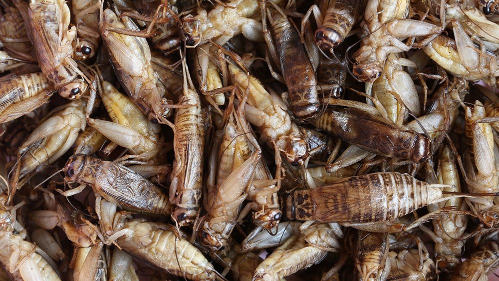 Fried-Crickets.jpg