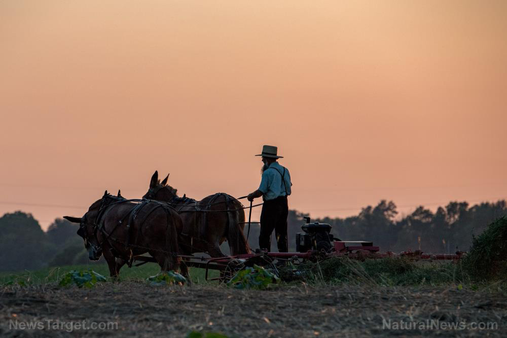Amish-Farmer-People-Agriculture-Autumn-Corn-Countryside.jpg