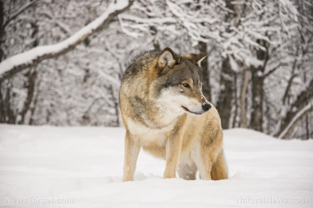 Angry-Wolf.jpg