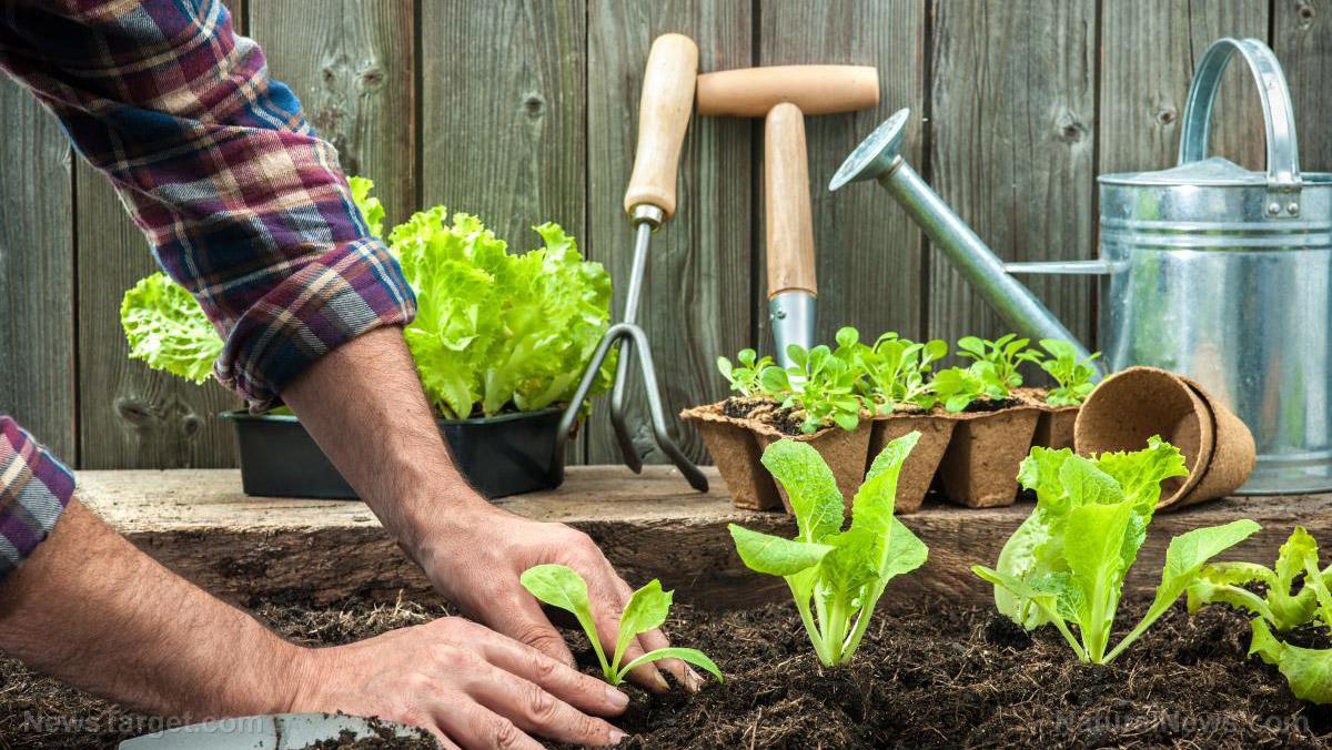 Top crops for your home vegetable garden – NaturalNews.com