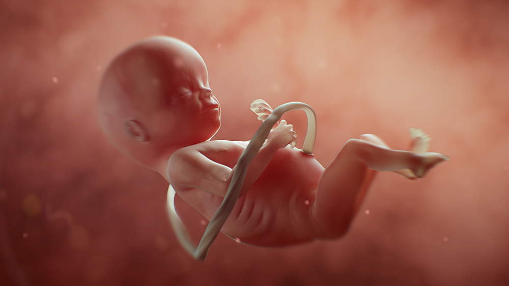Fetus Abortion Womb 3D Concept