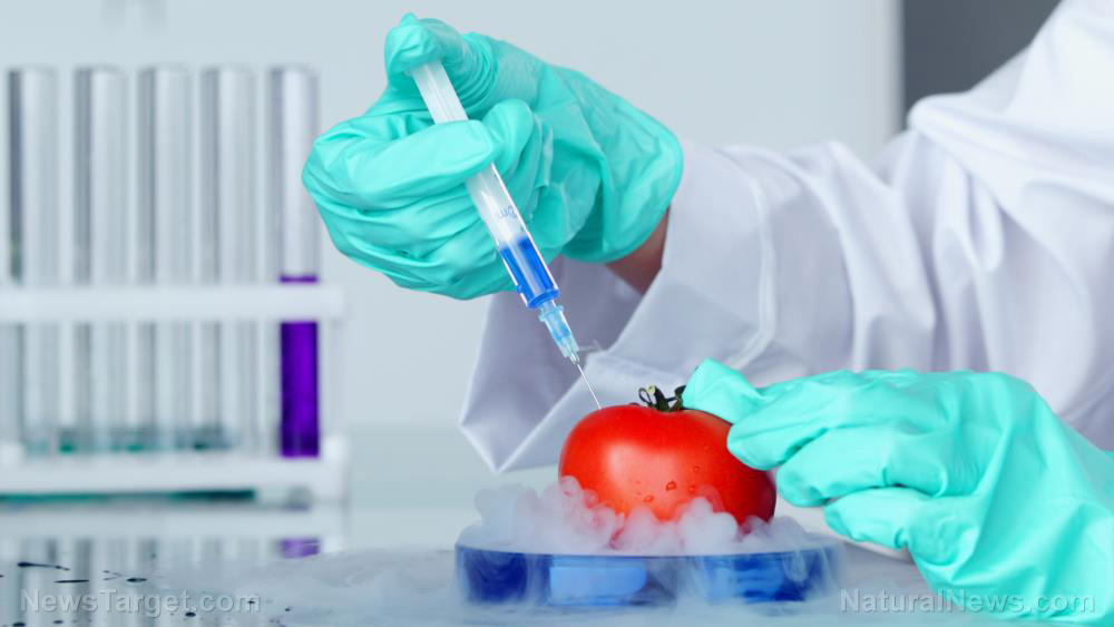 Gmo Food Factory Research Tomato Agriculture Background