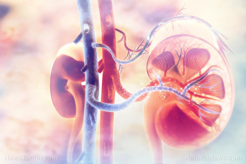 Kidney Transplant Cancer Renal Anatomy Background Disease
