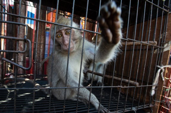 Infected lab monkeys ESCAPE after Mississippi highway crash, sparking public health concerns – NaturalNews.com Infected lab monkeys ESCAPE after Mississippi highway crash, sparking public health concerns – NaturalNews.com