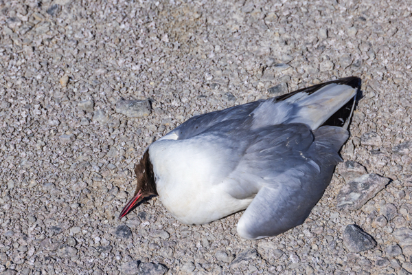 A new strain emerges: First human case of H5N5 bird flu hospitalizes Washington patient