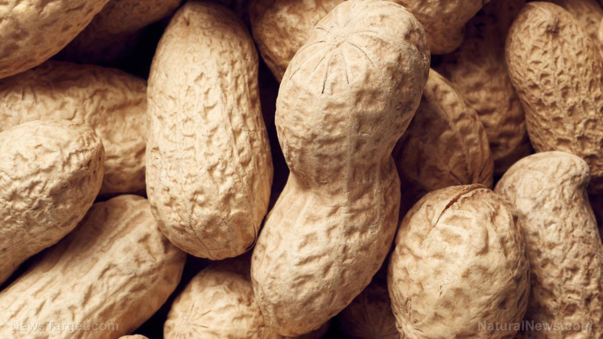 New research finds eating peanuts can sharpen memory, boost blood flow to the brain – NaturalNews.com New research finds eating peanuts can sharpen memory, boost blood flow to the brain – NaturalNews.com