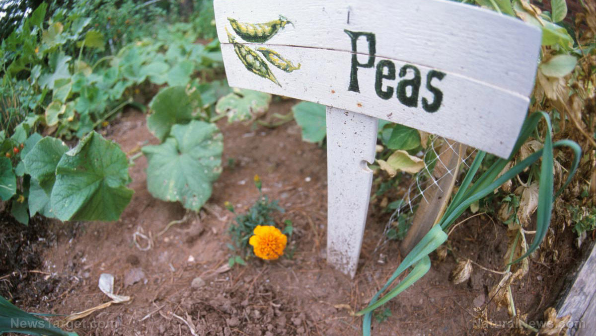 Pea protein: The plant-based superfood revolutionizing health, nutrition and sustainability