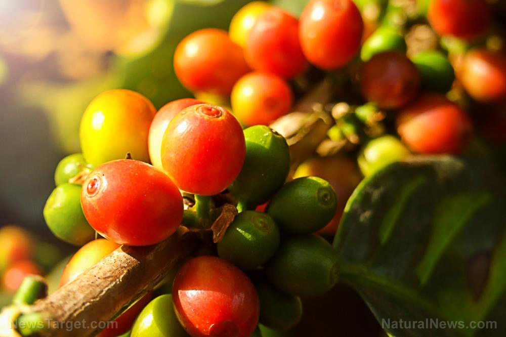 Coffee cherry extract sharpens memory and focus, study finds