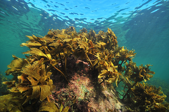 How Alaska kelp became the hottest and biggest multibillion dollar ingredient