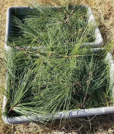 From festive fir to healing balm: The sustainable second life of the Christmas tree