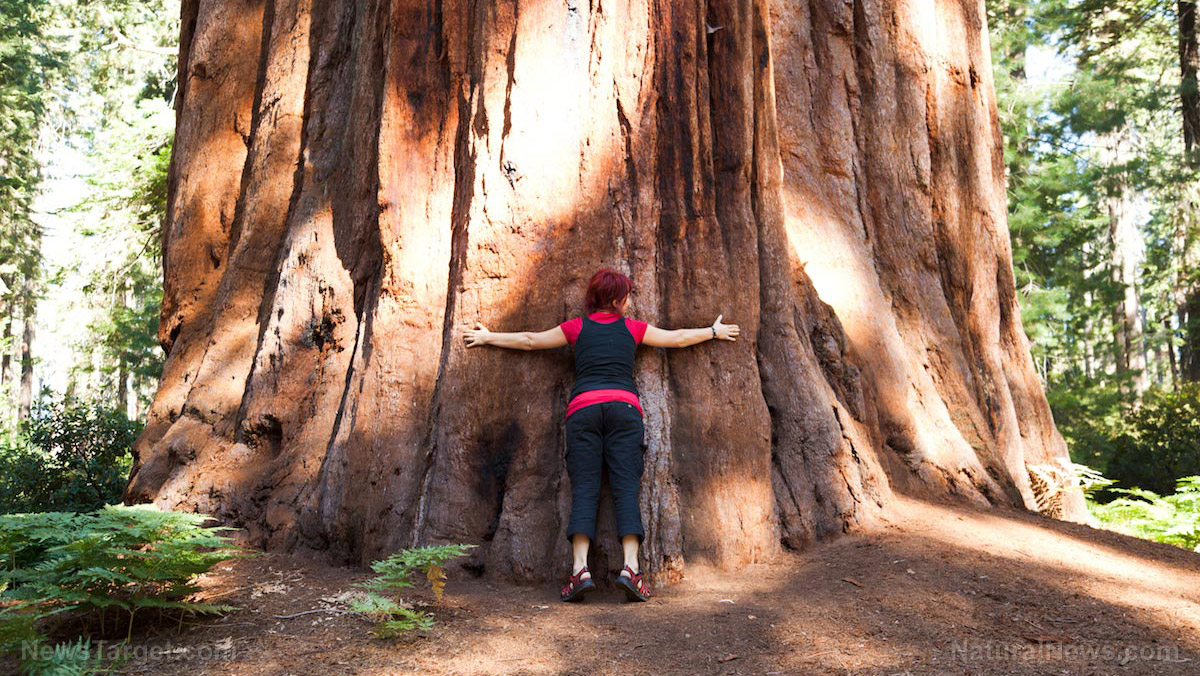 Rooted in science: How embracing trees is emerging as a valid public health practice