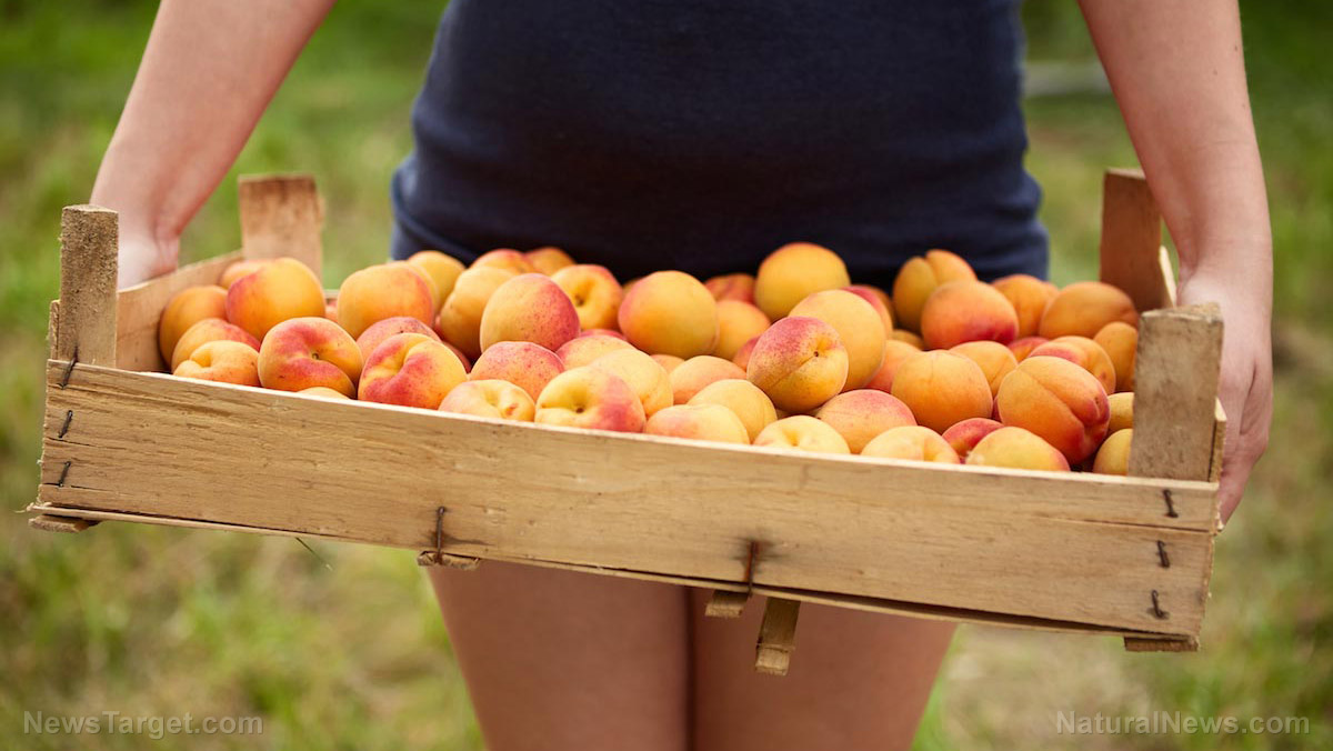 The apricot ascendancy: How an ancient fruit delivers modern health synergy