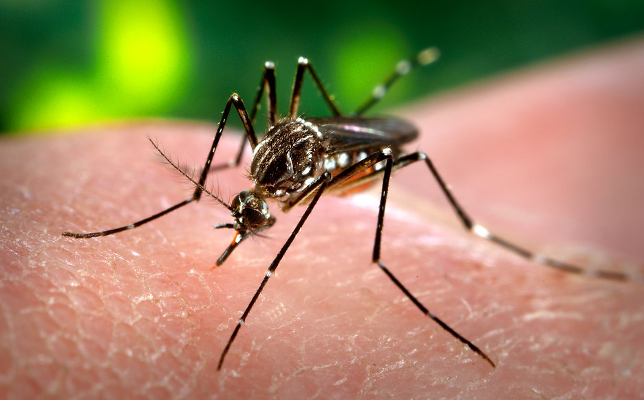 Deadly mosquito-borne virus spreads globally, prompting expanded CDC travel warnings