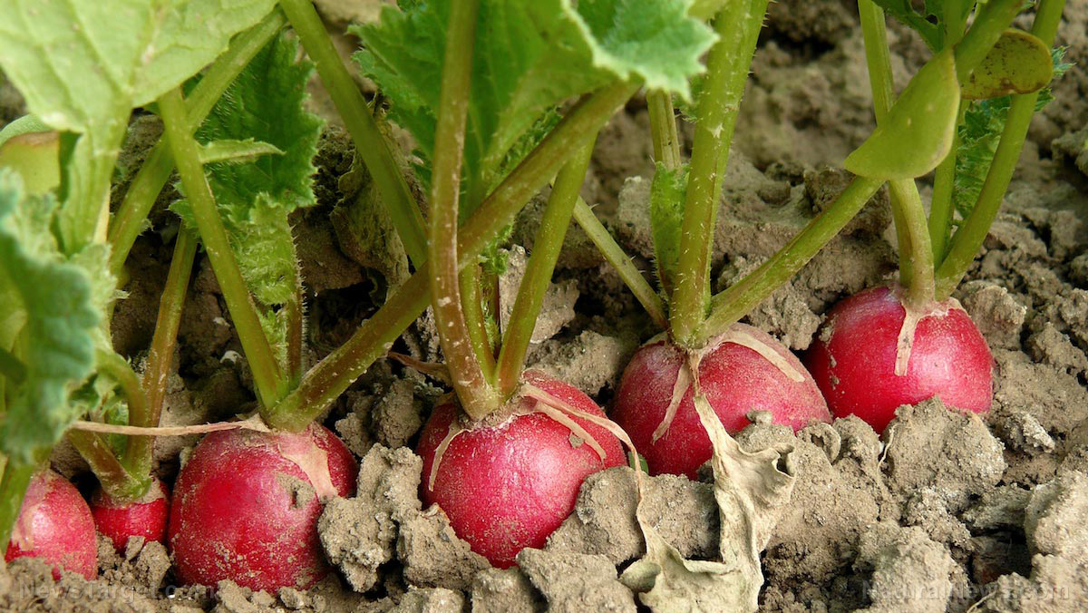 Radish: An ancient, nutrient-packed root vegetable that belongs in modern kitchens