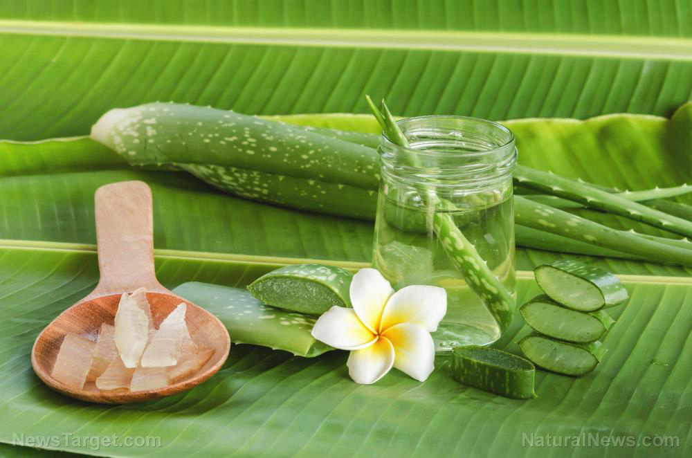 From ancient remedy to modern elixir: The science of drinking aloe vera
