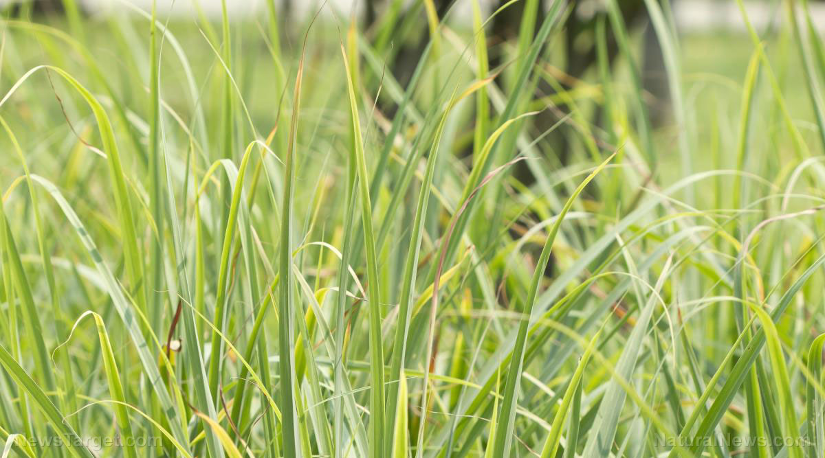 Researchers discover how Lemongrass Essential Oil calms anxiety